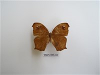 藏品(森林暮眼蝶)的圖片